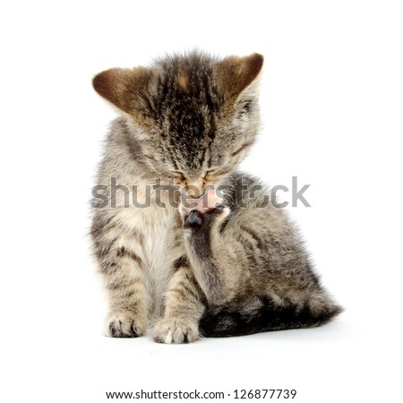Cute tabby baby kitten chewing on its paw and taking a bath on white background