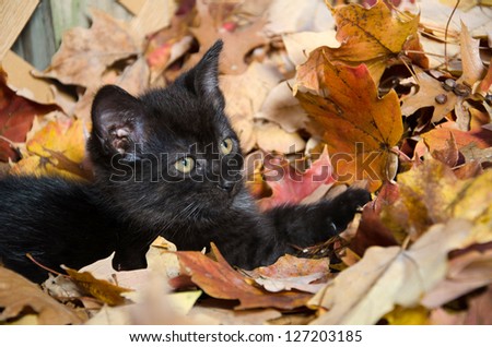 Cute baby black kitten playing in fall leaves