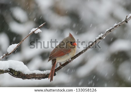 Northern Cardinal perched on a branch during a heavy winter snow storm