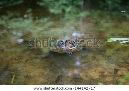 Common snapping turtle peeking out of pond water looking for a meal