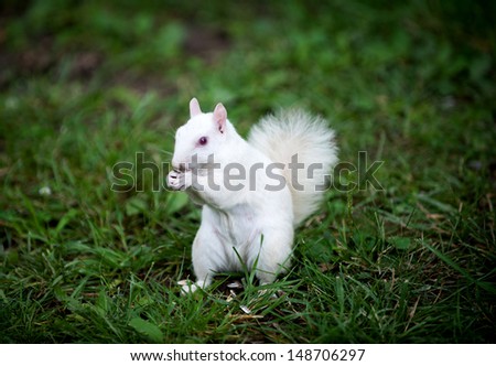 Rare white squirrel feeding on the ground in the city park in Olney, Illinois, one of the few places were a large number of them exist. The squirrels are not albino, but have white fur from leucism.