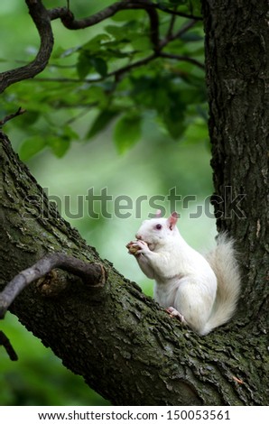 Rare white squirrel in a tree in the city park in Olney, Illinois, one of the few places were a large number of them exist. The squirrels are not albino, but have white fur from leucism.