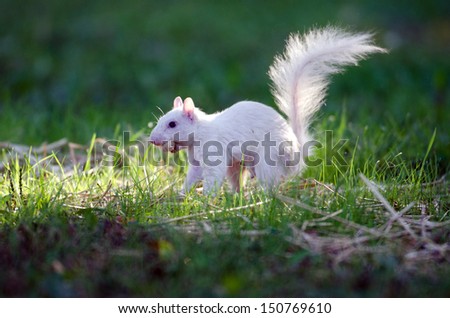 Rare white squirrel feeding on the ground in the city park in Olney, Illinois, one of the few places were a large number of them exist. The squirrels are not albino, but have white fur from leucism.