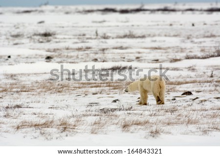 female polar bear walking along snow covered ground near Churchill Manitoba