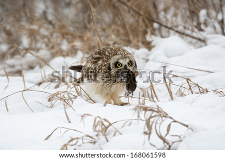 Short-eared owl perched in snow feeding on mouse following winter storm.