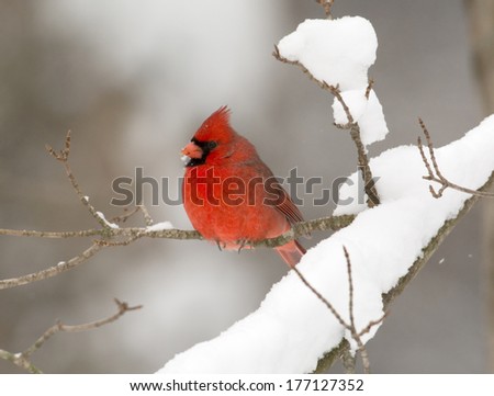 Northern cardinal perched in a tree after a winter snow storm
