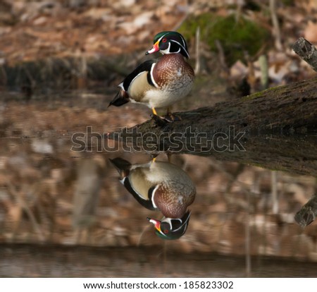 The image of a wood duck is reflected in the water of a small pond