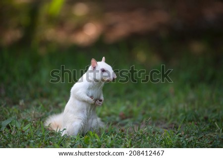 Rare white squirrel feeding on the ground in the city park in Olney, Illinois, one of the few places were a large number of them exist.