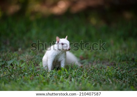 Rare white squirrel feeding on the ground in the city park in Olney, Illinois, one of the few places were a large number of them exist.
