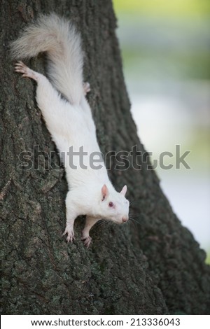 Rare white squirrel clinging to a tree in the city park in Olney, Illinois, one of the few places were a large number of them exist.