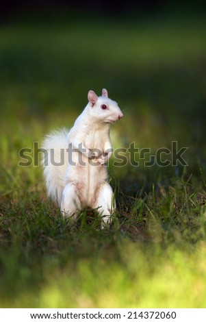 Rare white squirrel in the city park in Olney, Illinois, one of the few places were a large number of them exist.