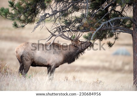 A large bull North American elk standing in an open meadow during the rut in Rocky Mountain National Park in Colorado.