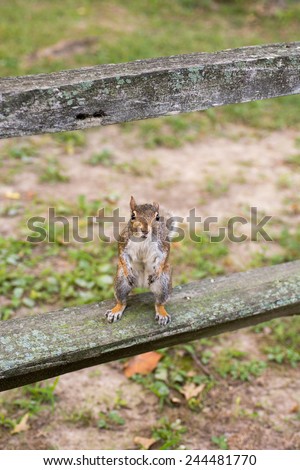 Eastern gray squirrel sitting on a fence post in a park in the midwest