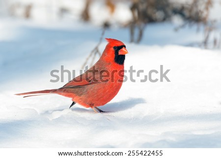 Male northern cardinal searching for sunflower seeds in the snow following a winter storm