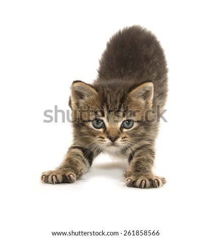 Cute baby tabby kitten stretching with its paws out on white background