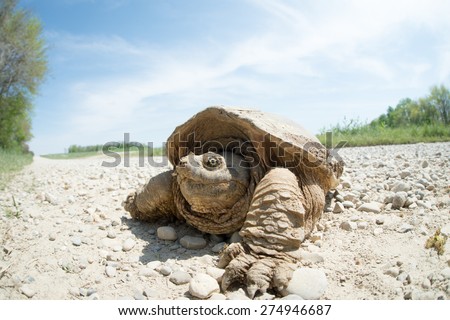 Common snapping turtle covered in dried mud crossing a country gravel road
