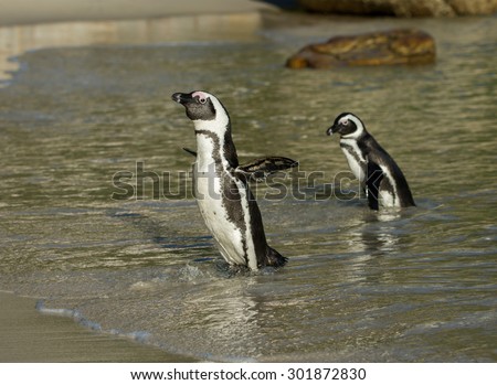 Two African penguins along the shoreline of Boulder\'s Beach near Cape Town, South Africa.