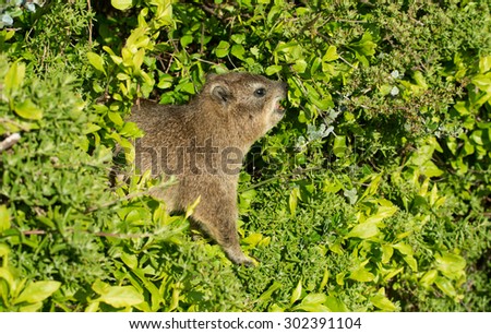 Rock dassie feeding on leaves in a tree at Boulder\'s Beach near Cape Town, South Africa.