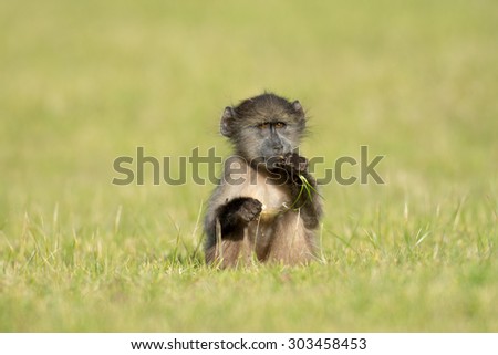 Baby chacma baboon eating in an open field near Simon\'s Town, South Africa