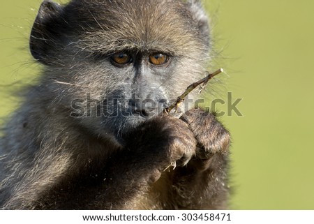 Chacma baboon eating near Cape Point outside of Simon\'s Town, South Africa.