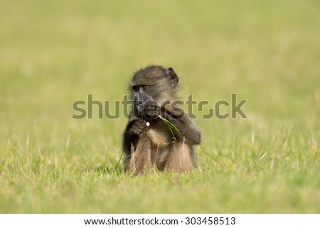 Baby chacma baboon eating in an open field near Simon\'s Town, South Africa