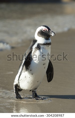 African penguin along the shoreline of Boulder\'s Beach near Cape Town, South Africa.