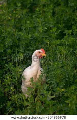 A pasture raised cornish rock chicken in an open field on a farm in Illinois