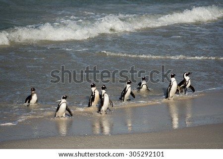 African penguins coming ashore on Boulder\'s Beach near Cape Town, South Africa