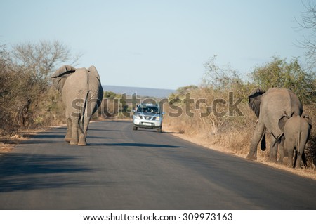 An African elephant walking down a roadway as tourists take pictures from a vehicle in Kruger National Park