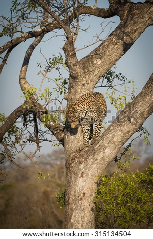 Leopard climbing down a tree in Sabi Sands Nature Reserve in greater Kruger National Park, South Africa