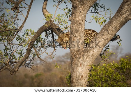 Leopard climbing down a tree in Sabi Sands Nature Reserve in greater Kruger National Park, South Africa