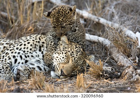 A female leopard takes a nap while it cub licks and grooms its mother in Sabi Sands Game Reserve in greater Kruger National Park, South Africa