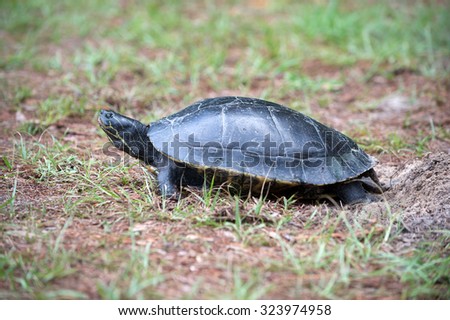 A large turtle believed to be a Suwannee Cooter laying its eggs in sandy ground near the Wakulla River in Wakulla Springs State Park, Florida.