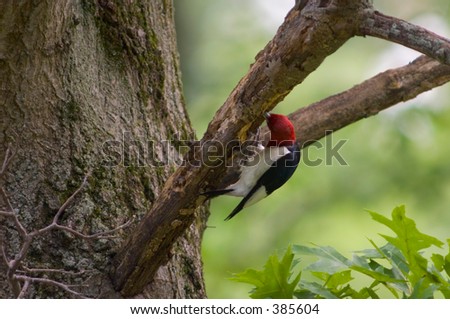 Red headed woodpecker storing seeds