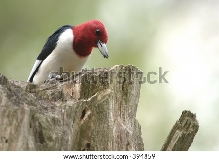 Red headed woodpecker stores a seed in a tree