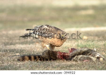 red shouldered hawk guarding kill