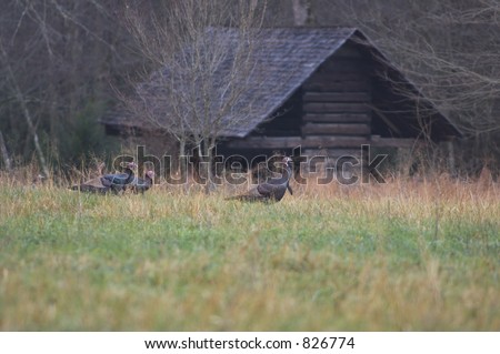 Wild turkeys walking through an open lot with rustic cabins in background