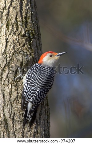 red bellied woodpecker clings to a tree