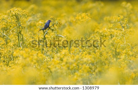 An indigo bunting perches on a farm field filled with yellow plants in rural Illinois