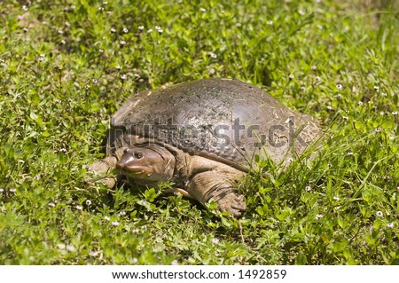 A soft shell turtle basks in the sun on the bank of a Florida waterway on a warm spring afternoon