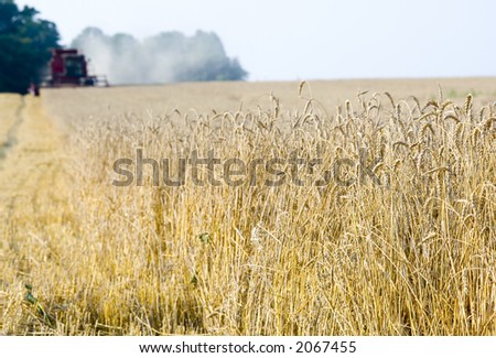 A combine harvests a wheat field in central illinois