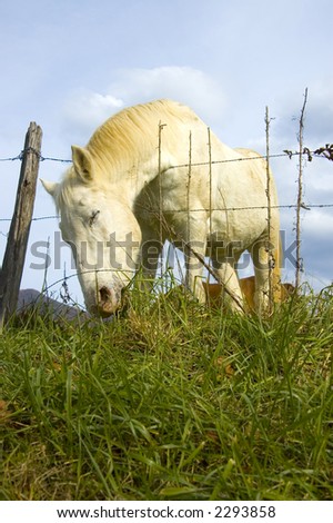 The grass is apparently greener on the other side of the fence for this horse, which is leaning over the barbed wire to nibble on grass in a Tennessee pasture