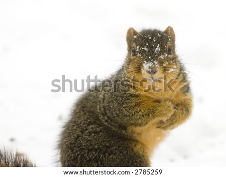 A squirrel looks for a quick meal in the snow following a winter storm.