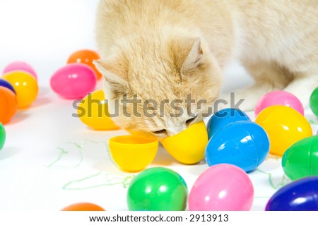 A nosy yellow cat pops open a yellow easter egg and checks out what is inside