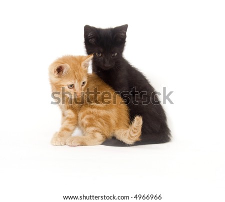 A yellow kitten sits on the lap of a black kitten while the two rest on a white background