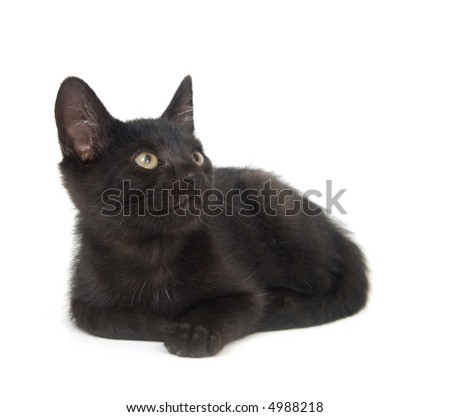 A black cat lays down for a rest on a white background