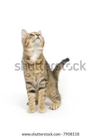A tabby kitten looks up and is ready to jump on a white background