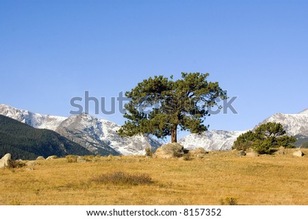 A lone tree stands out among the mountains and blue sky of Rocky Mountain National Park
