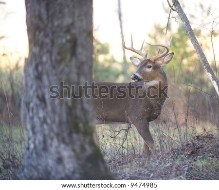 A whitetail buck stands behind a tree at the edge of a field in Tennessee