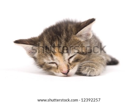 A kitten takes a nap on a white background. One in a series